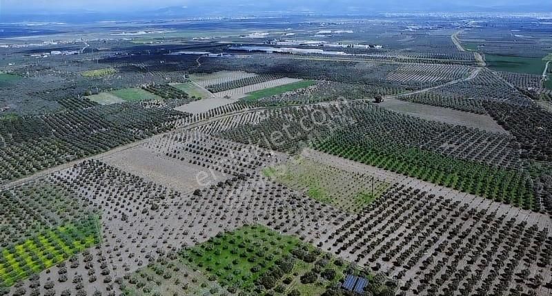 Hamidiye'de 16 Dönüm Zeytinlik: Sulu, Elektrikli, Yola Cepheli - Görsel 16