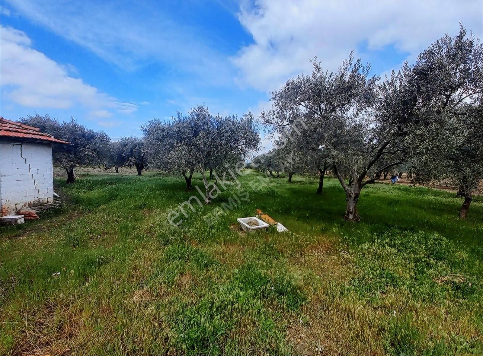 Hamidiye'de 16 Dönüm Zeytinlik: Sulu, Elektrikli, Yola Cepheli - Görsel 22