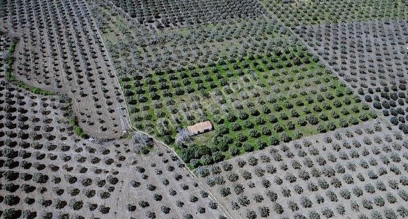 Hamidiye'de 16 Dönüm Zeytinlik: Sulu, Elektrikli, Yola Cepheli - Görsel 25