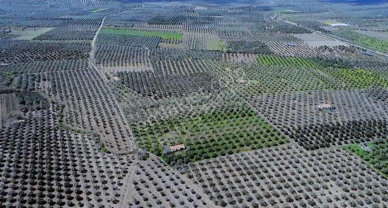 Hamidiye'de 16 Dönüm Zeytinlik: Sulu, Elektrikli, Yola Cepheli - Görsel 31