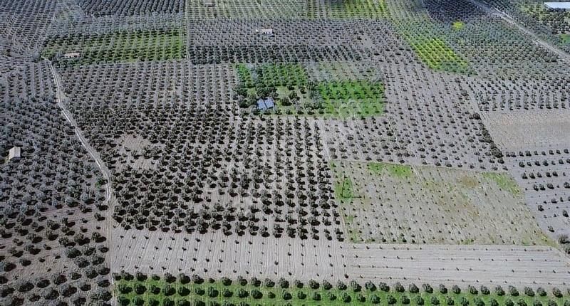 Hamidiye'de 16 Dönüm Zeytinlik: Sulu, Elektrikli, Yola Cepheli - Görsel 3