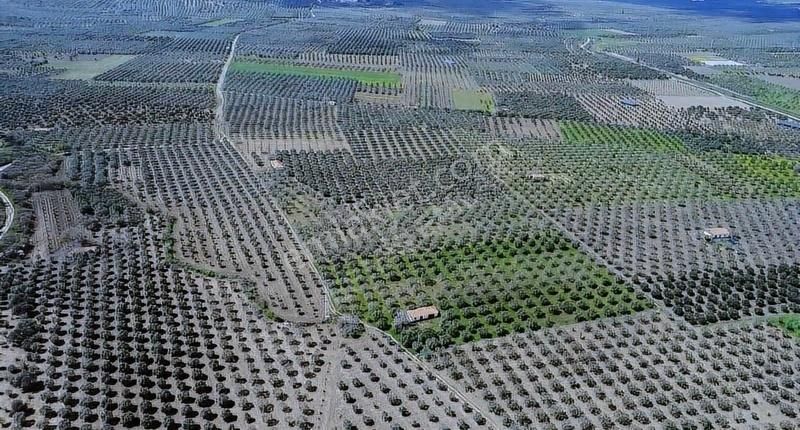 Hamidiye'de 16 Dönüm Zeytinlik: Sulu, Elektrikli, Yola Cepheli - Görsel 10