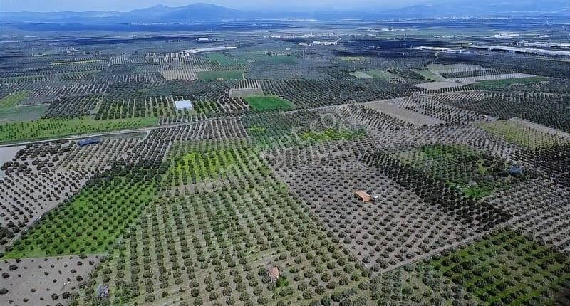 Hamidiye'de 16 Dönüm Zeytinlik: Sulu, Elektrikli, Yola Cepheli - Görsel 12