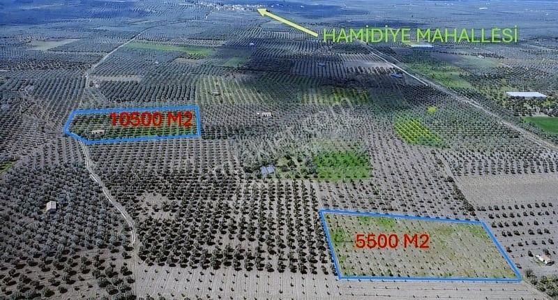Hamidiye'de 16 Dönüm Zeytinlik: Sulu, Elektrikli, Yola Cepheli