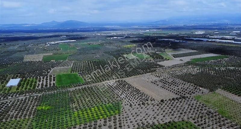Hamidiye'de 16 Dönüm Zeytinlik: Sulu, Elektrikli, Yola Cepheli - Görsel 5