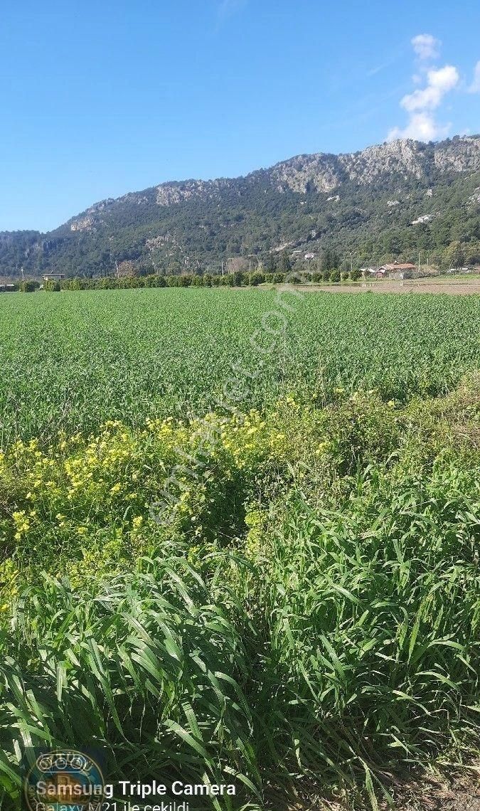 Fevziyede 2340 M2 Rıza-i Taksimli Tarla - Görsel 5