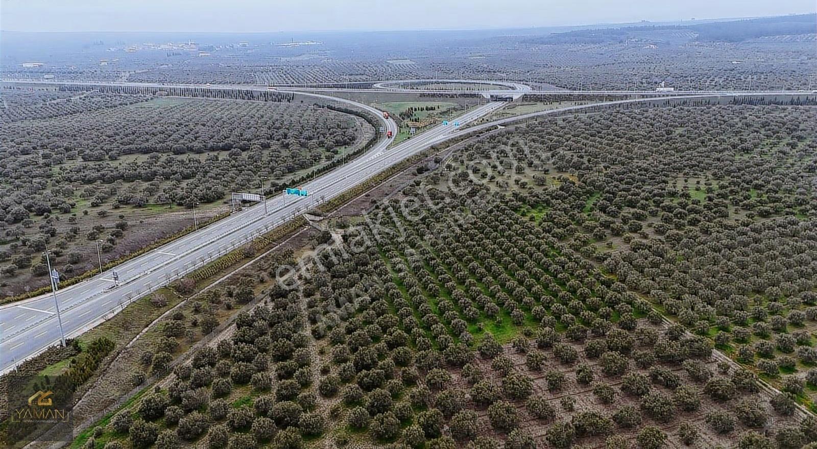 Akhisarda Gişelere Komşu 230 Ağaçlı Trilye Zeytinlik - Görsel 12