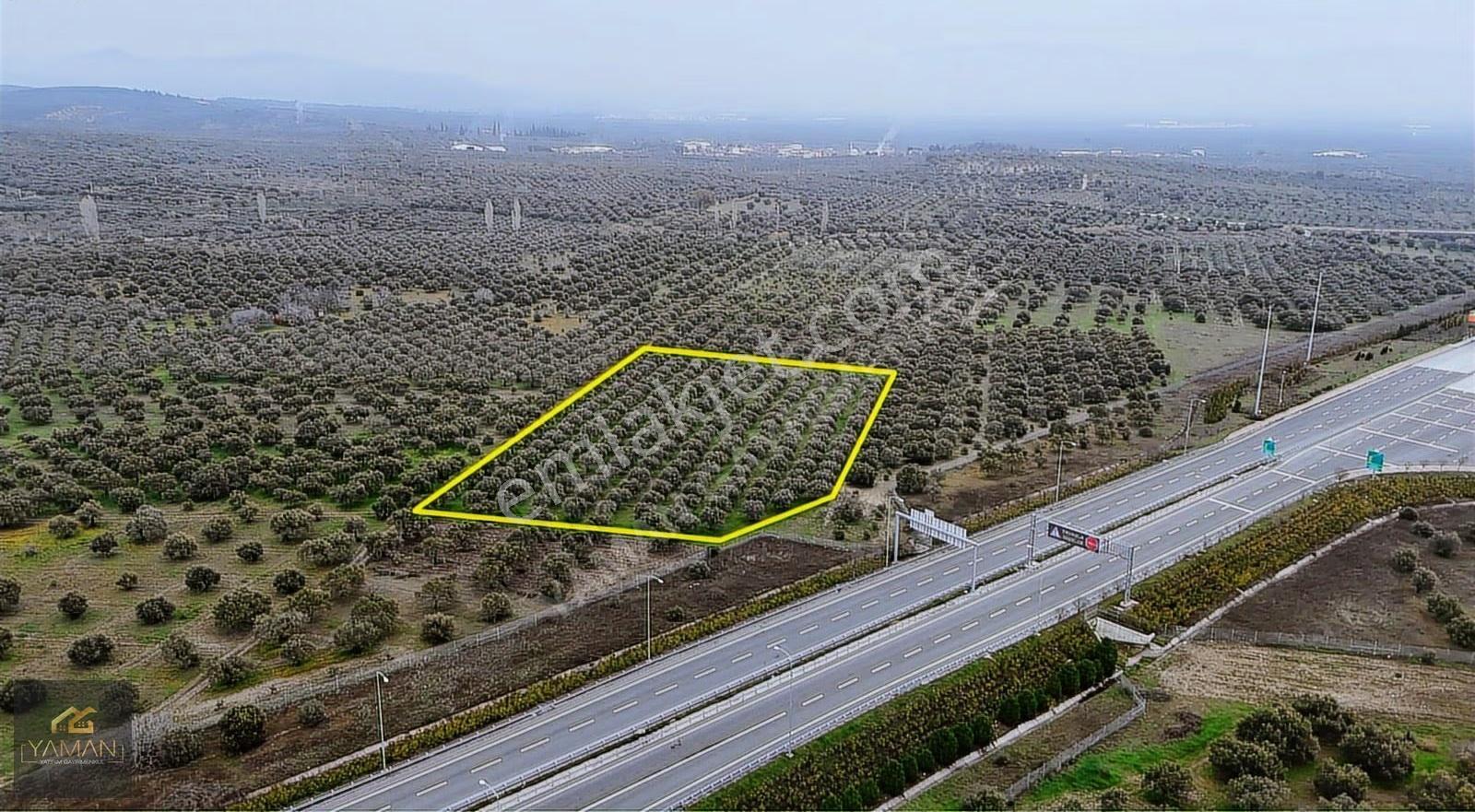 Akhisarda Gişelere Komşu 230 Ağaçlı Trilye Zeytinlik - Görsel 25