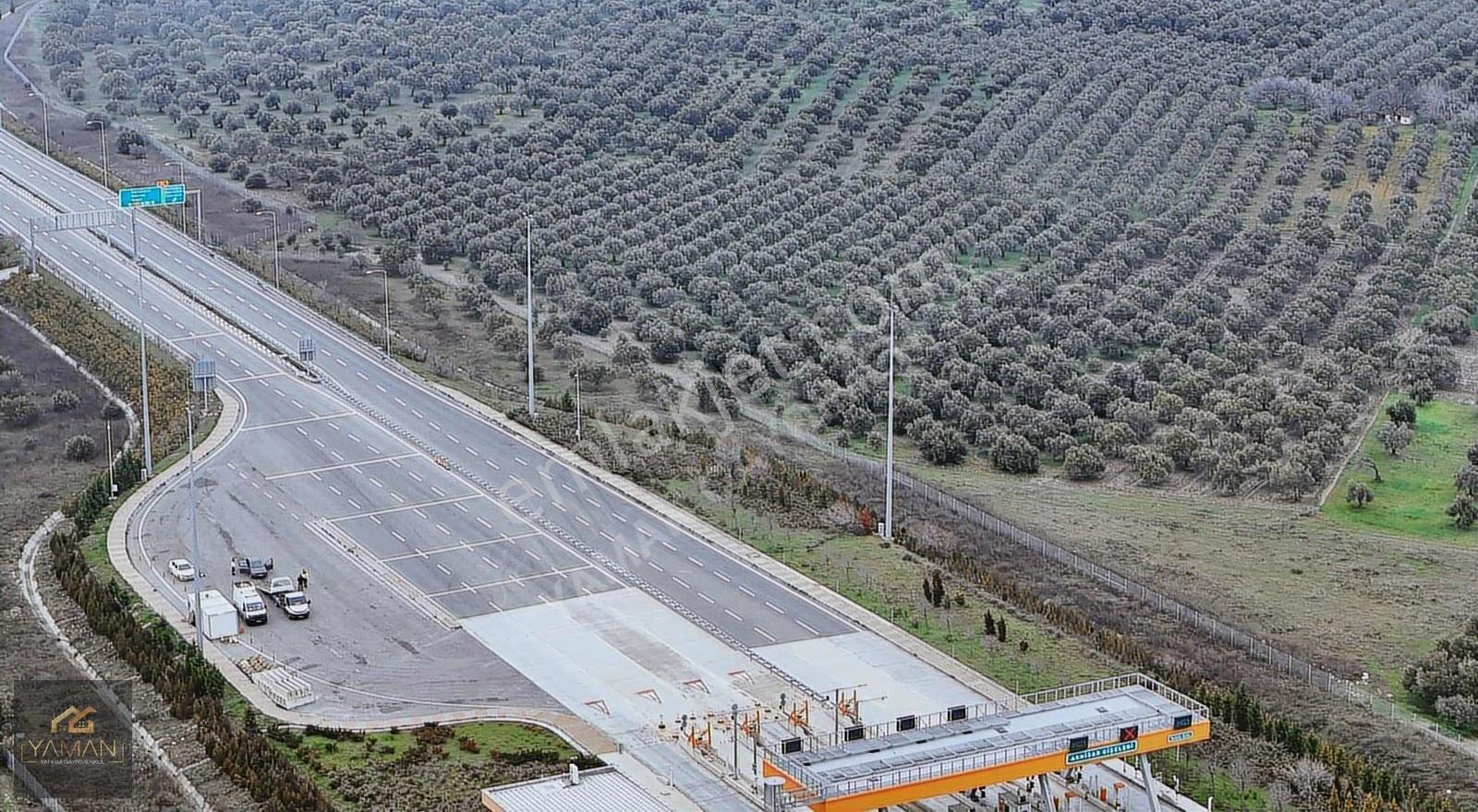 Akhisarda Gişelere Komşu 230 Ağaçlı Trilye Zeytinlik - Görsel 8