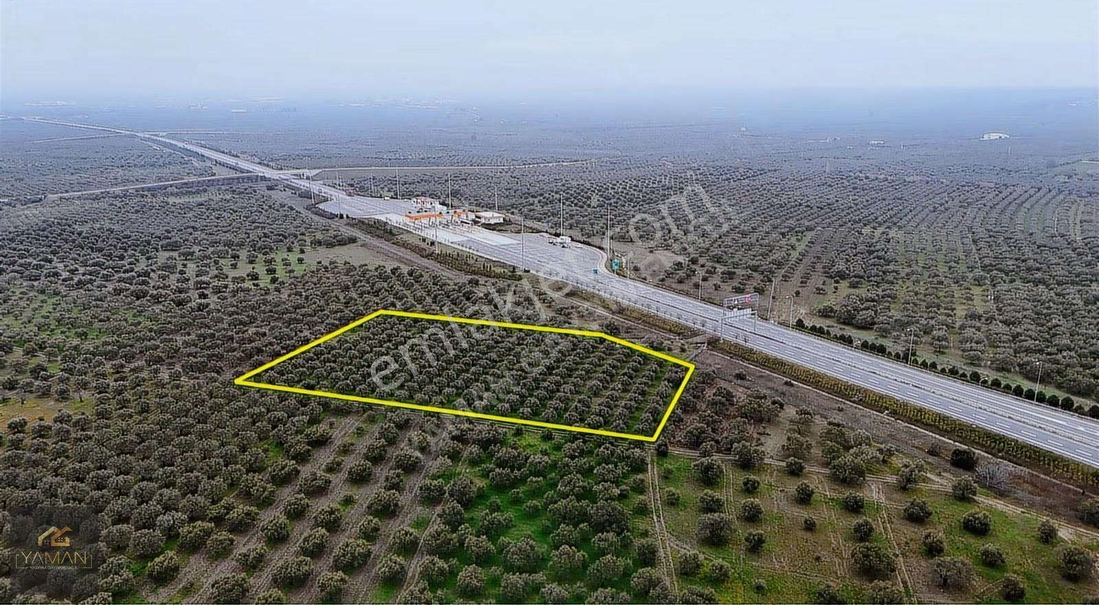 Akhisarda Gişelere Komşu 230 Ağaçlı Trilye Zeytinlik - Görsel 31