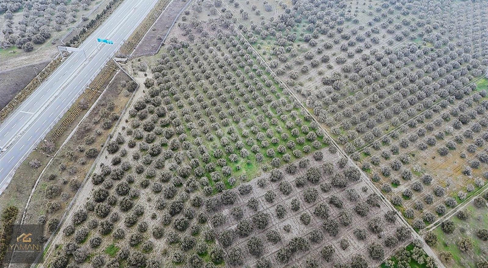 Akhisarda Gişelere Komşu 230 Ağaçlı Trilye Zeytinlik - Görsel 9