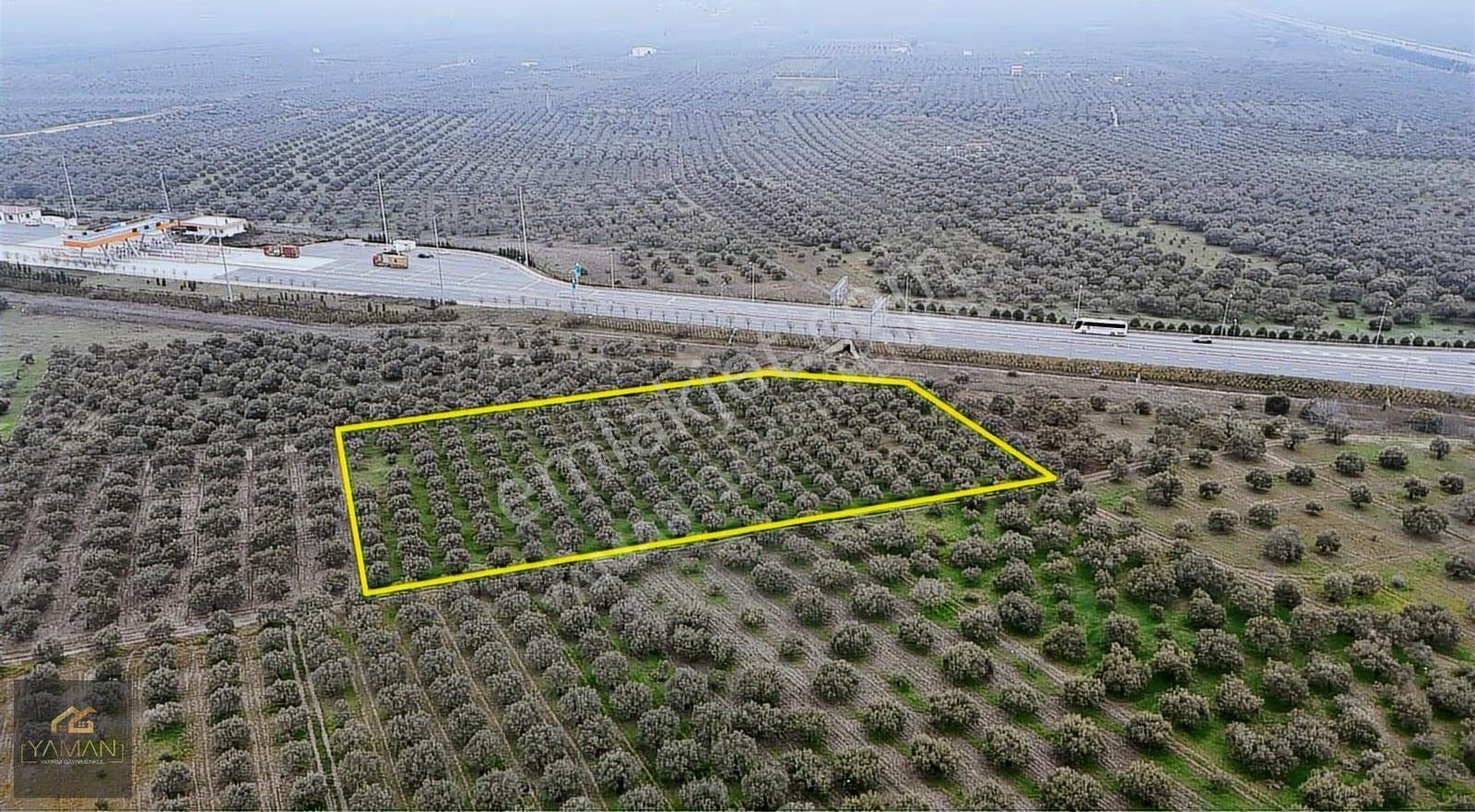 Akhisarda Gişelere Komşu 230 Ağaçlı Trilye Zeytinlik - Görsel 16