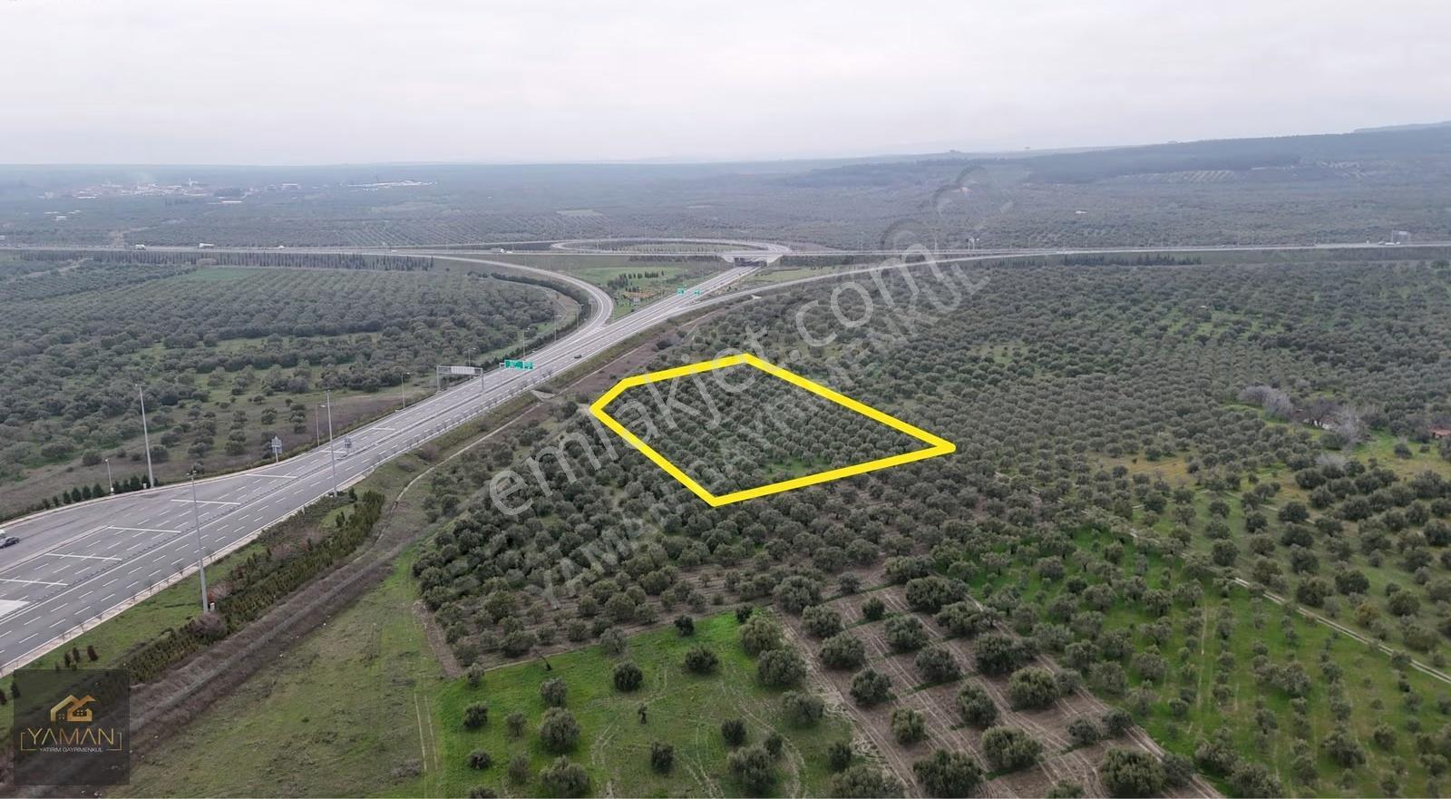 Akhisarda Gişelere Komşu 230 Ağaçlı Trilye Zeytinlik - Görsel 35