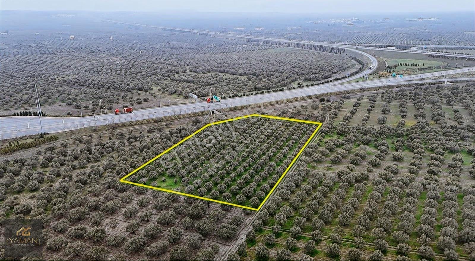 Akhisarda Gişelere Komşu 230 Ağaçlı Trilye Zeytinlik - Görsel 30