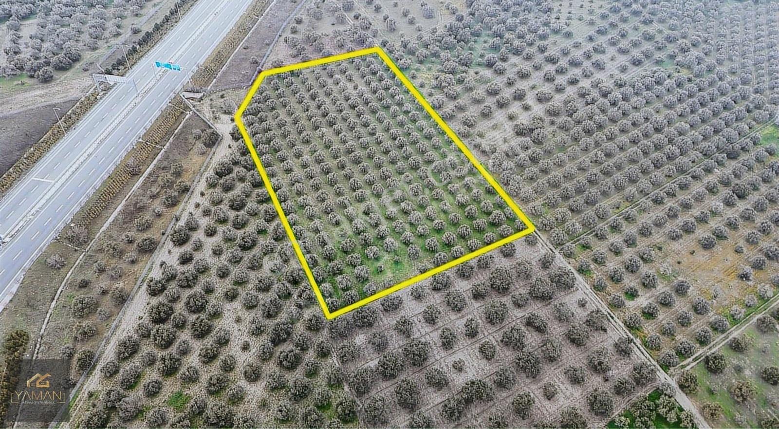 Akhisarda Gişelere Komşu 230 Ağaçlı Trilye Zeytinlik - Görsel 14