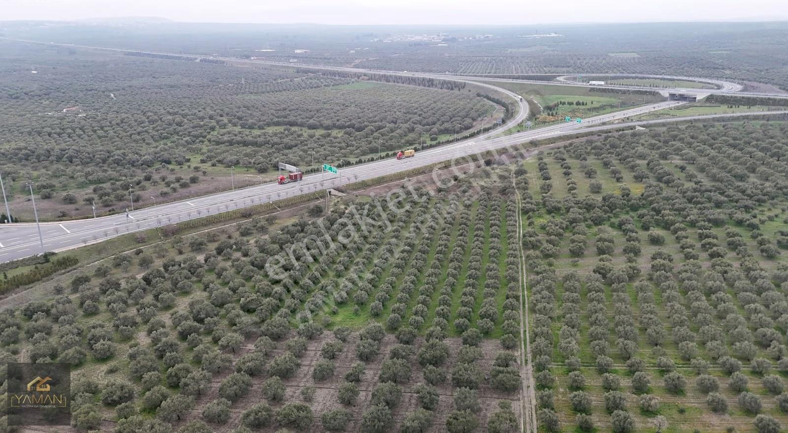 Akhisarda Gişelere Komşu 230 Ağaçlı Trilye Zeytinlik - Görsel 27