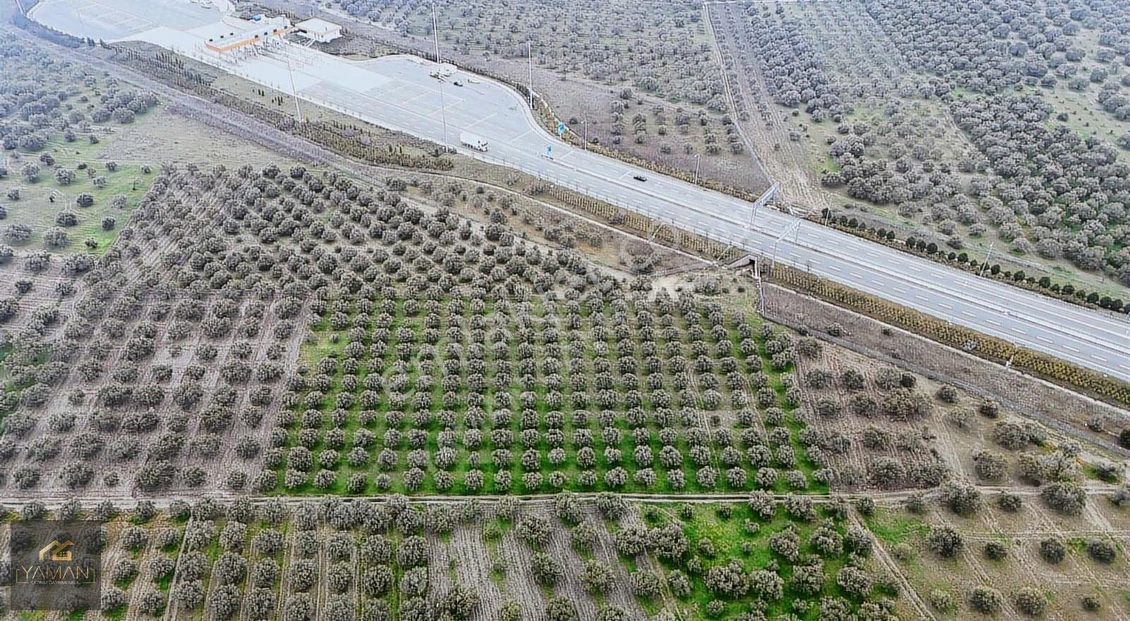 Akhisarda Gişelere Komşu 230 Ağaçlı Trilye Zeytinlik - Görsel 5