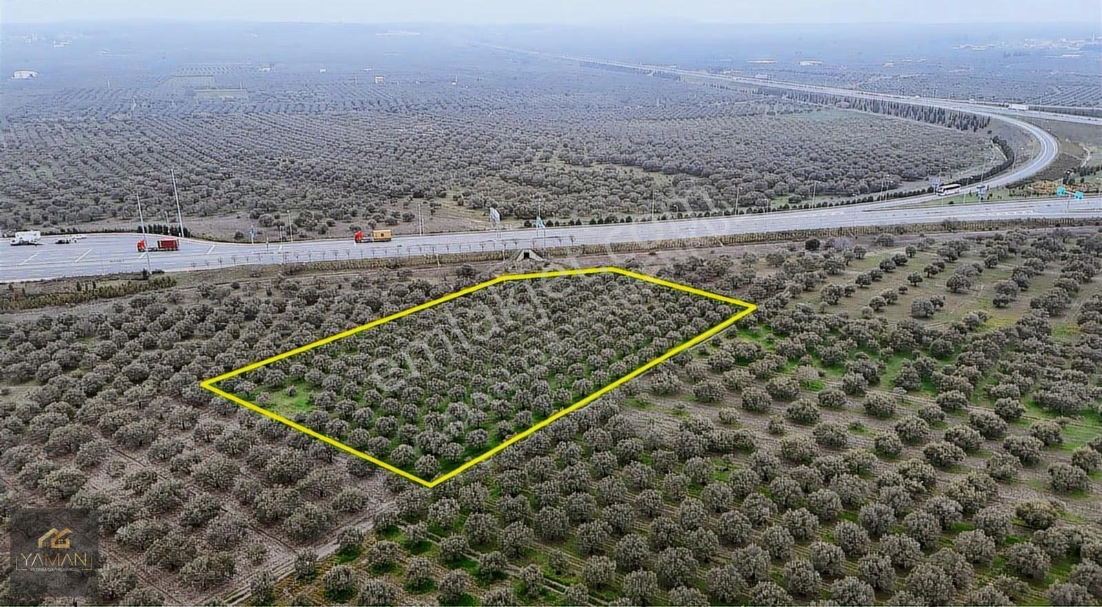 Akhisarda Gişelere Komşu 230 Ağaçlı Trilye Zeytinlik - Görsel 32