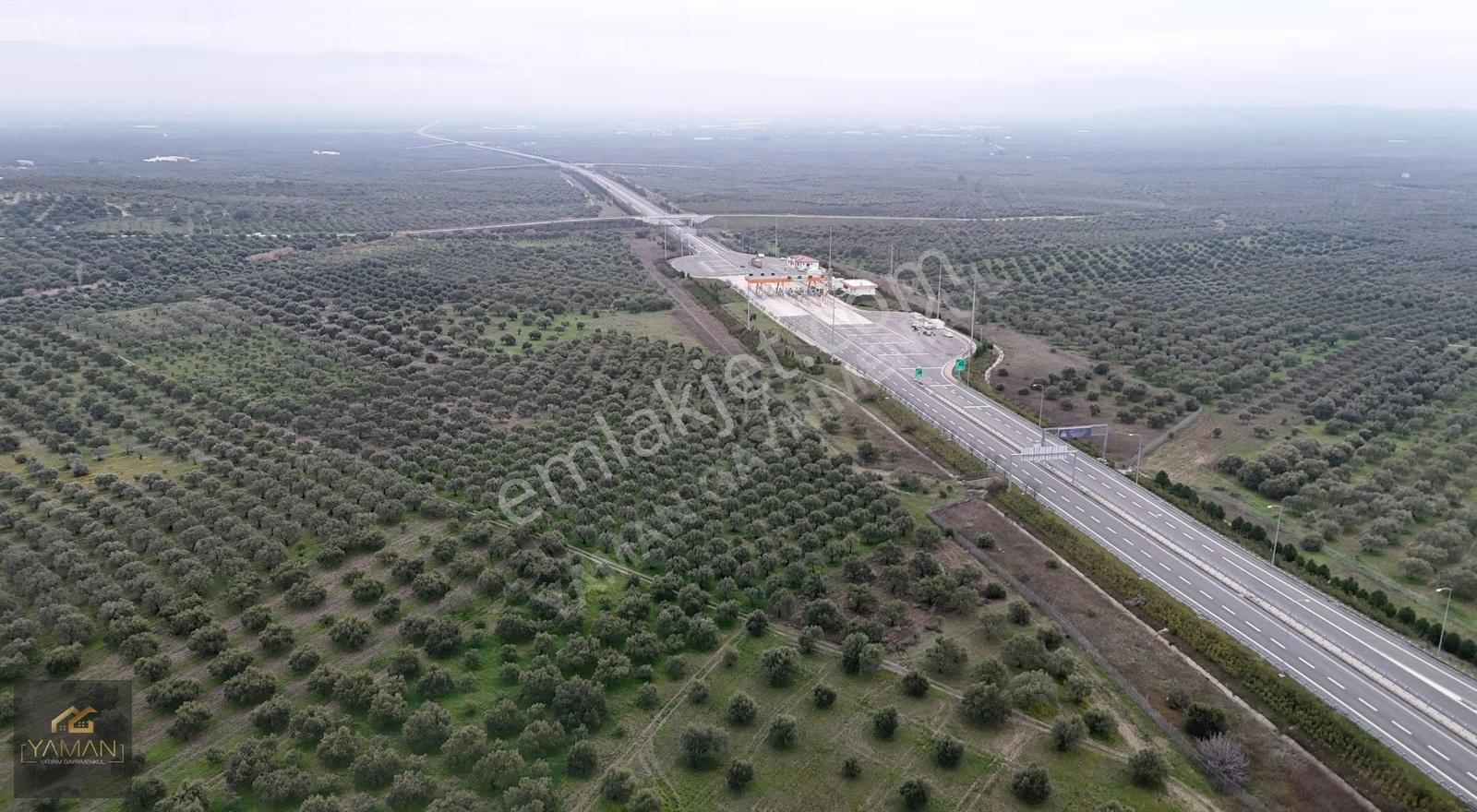 Akhisarda Gişelere Komşu 230 Ağaçlı Trilye Zeytinlik - Görsel 11