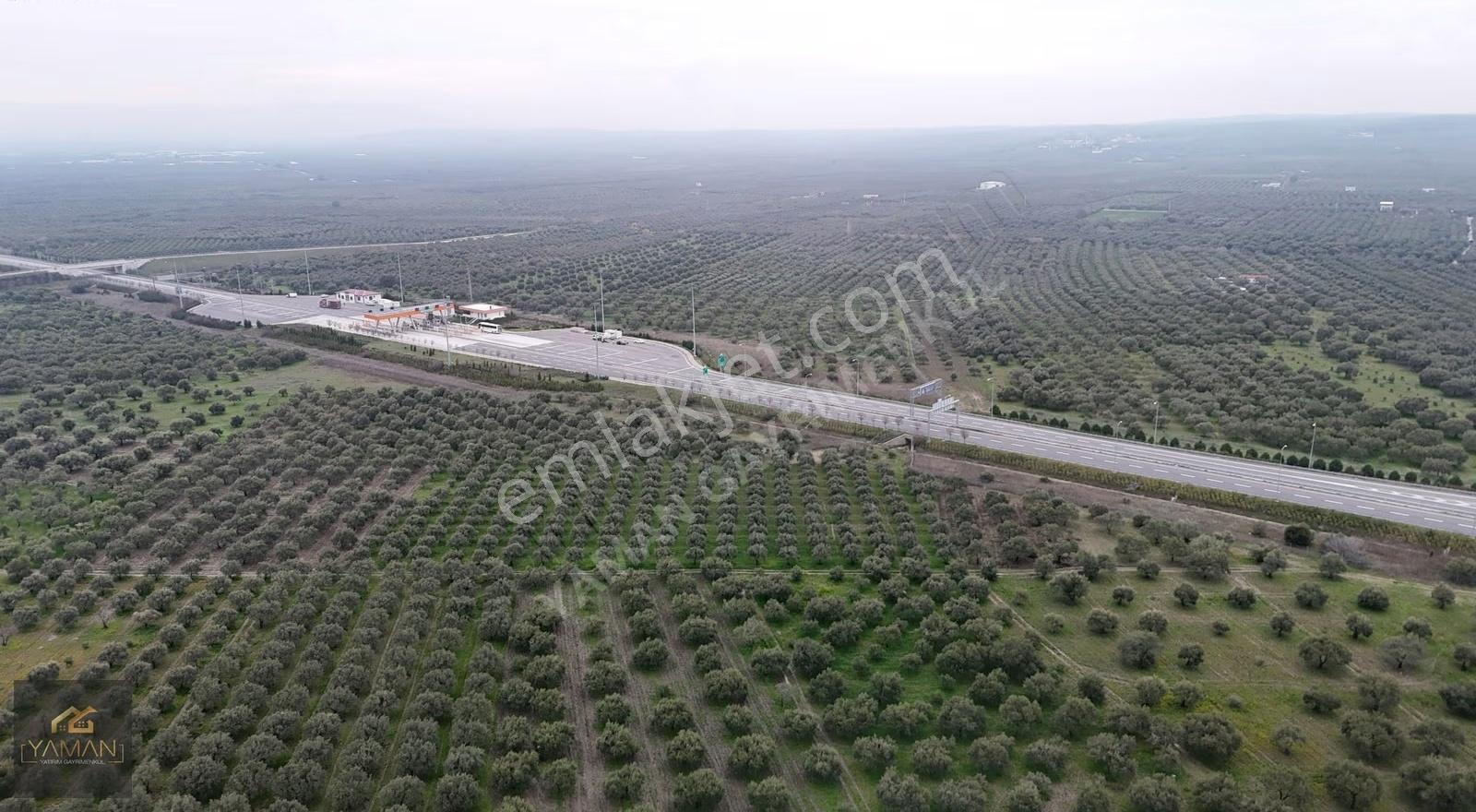 Akhisarda Gişelere Komşu 230 Ağaçlı Trilye Zeytinlik - Görsel 20
