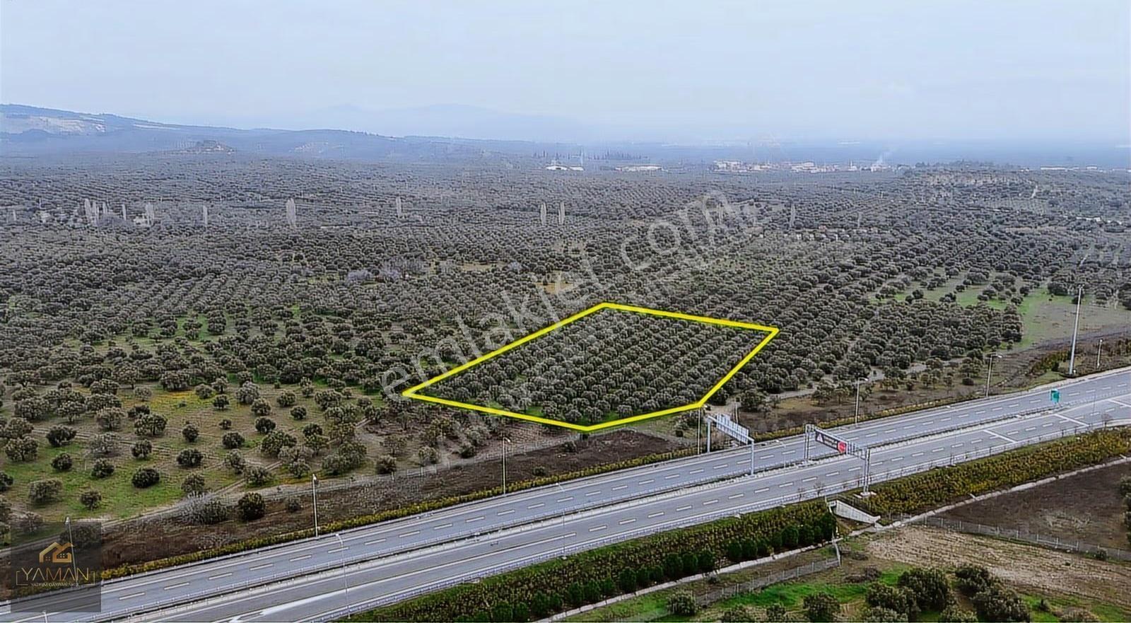 Akhisarda Gişelere Komşu 230 Ağaçlı Trilye Zeytinlik - Görsel 26