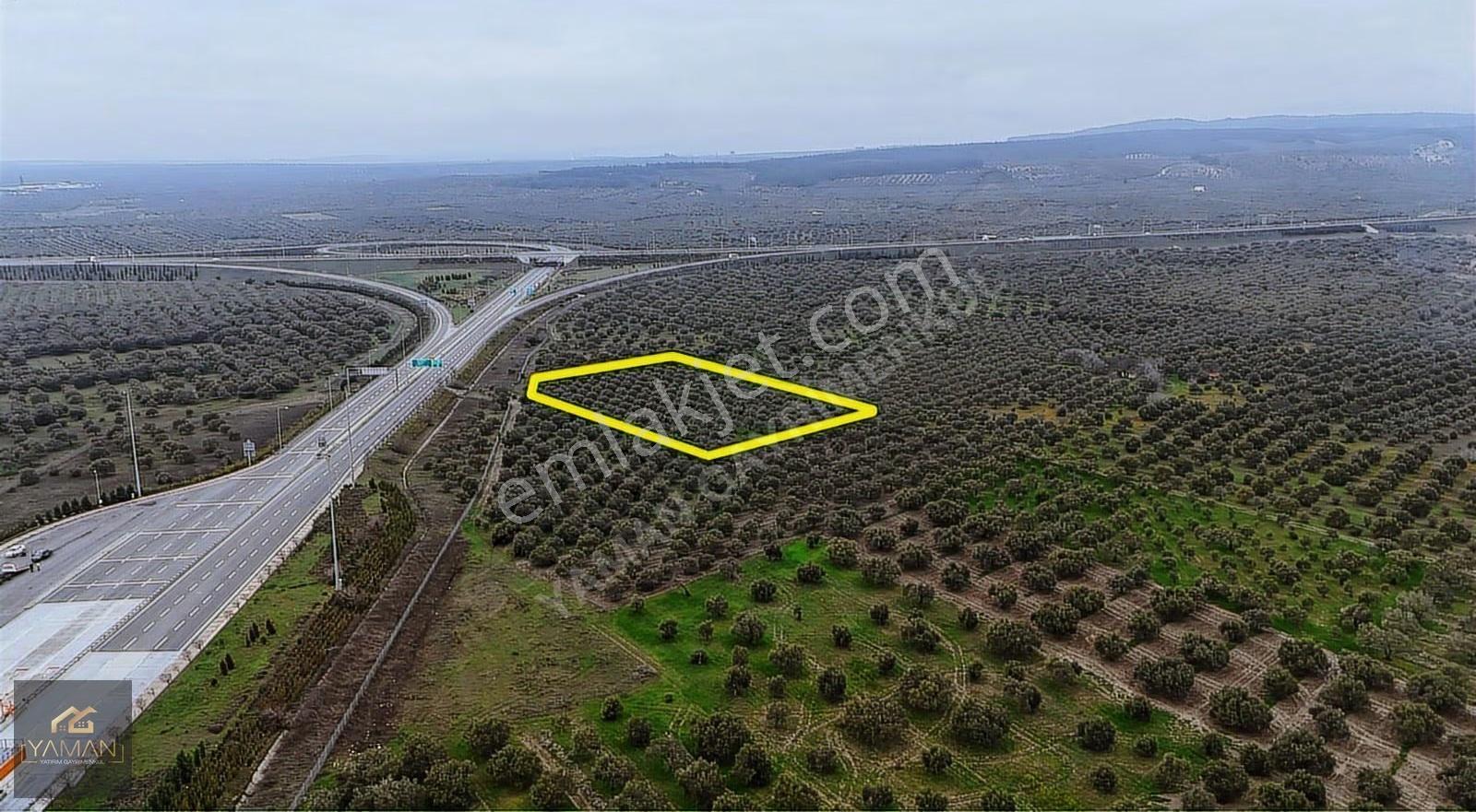 Akhisarda Gişelere Komşu 230 Ağaçlı Trilye Zeytinlik - Görsel 2