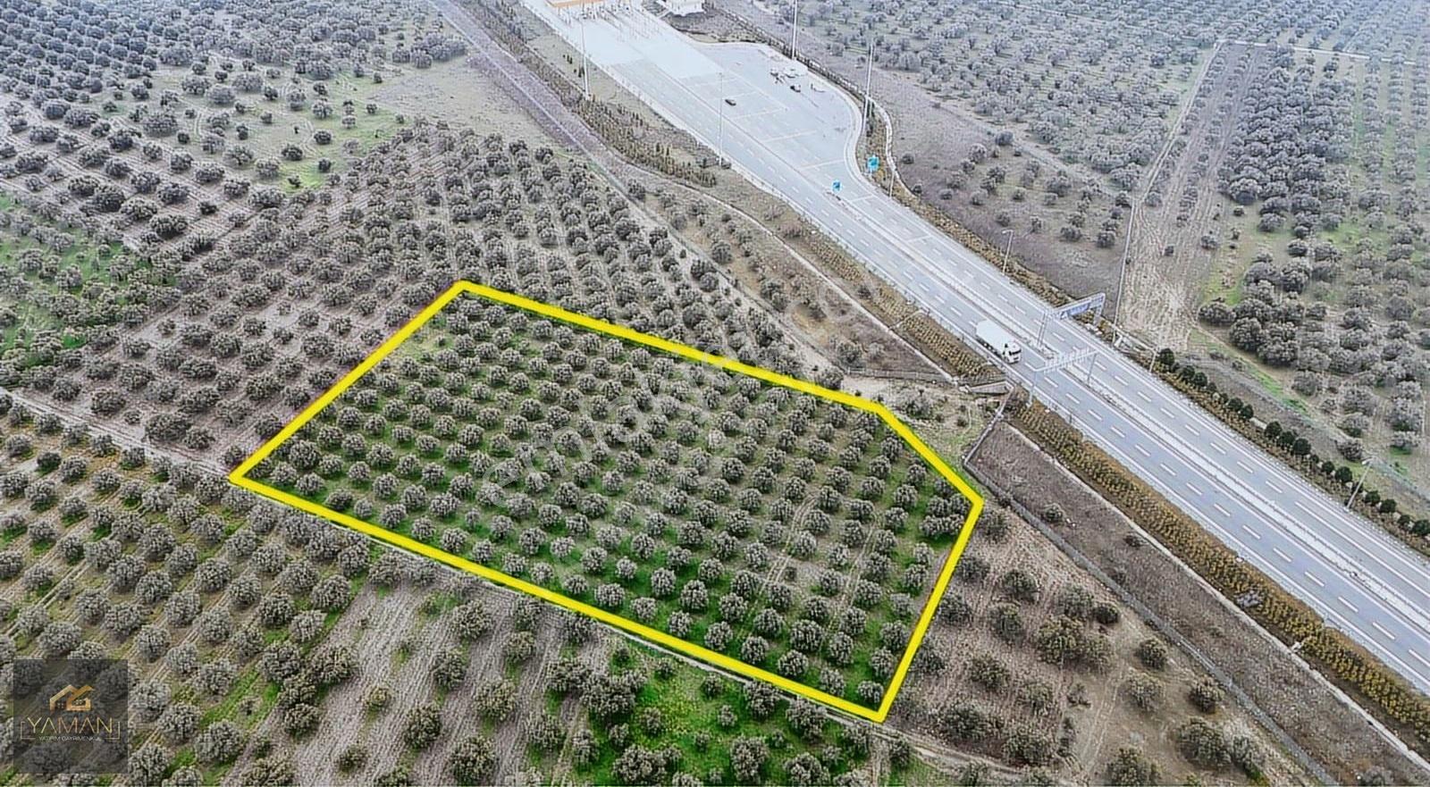 Akhisarda Gişelere Komşu 230 Ağaçlı Trilye Zeytinlik - Görsel 23