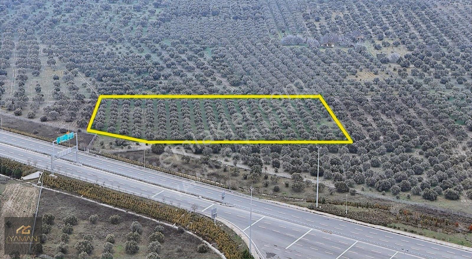 Akhisarda Gişelere Komşu 230 Ağaçlı Trilye Zeytinlik - Görsel 10