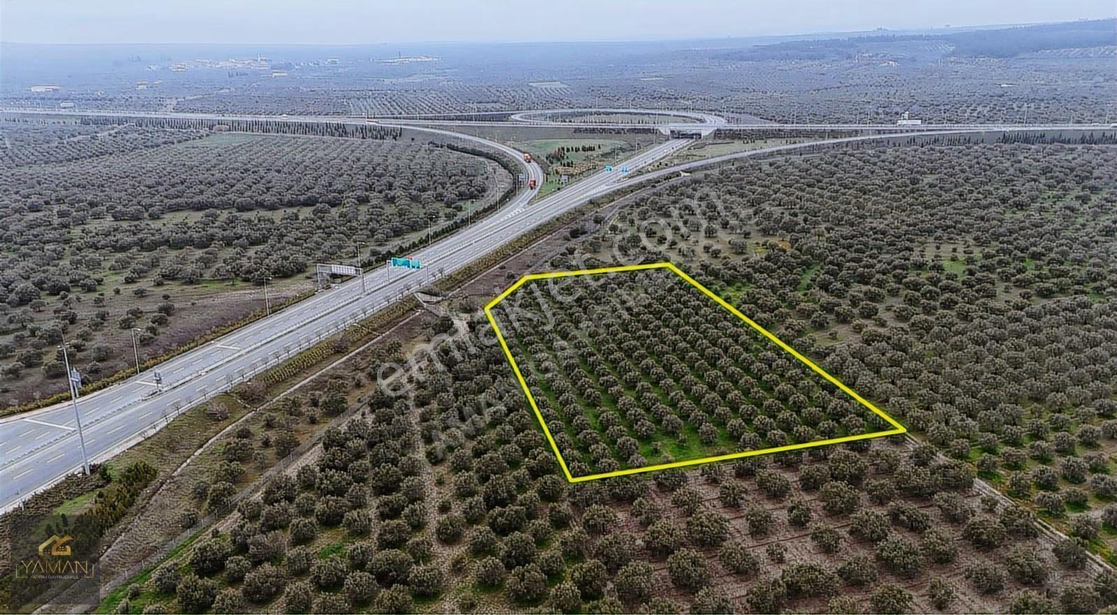 Akhisarda Gişelere Komşu 230 Ağaçlı Trilye Zeytinlik - Görsel 34