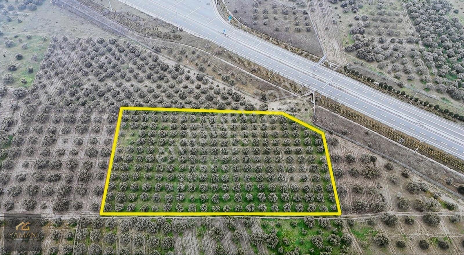Akhisarda Gişelere Komşu 230 Ağaçlı Trilye Zeytinlik - Görsel 6