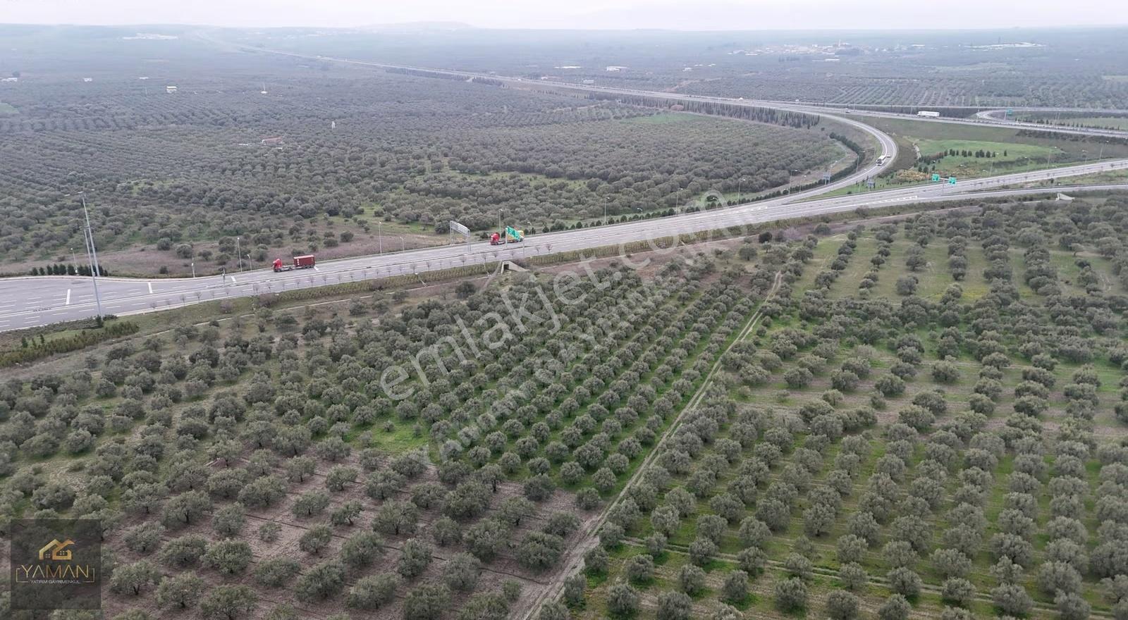 Akhisarda Gişelere Komşu 230 Ağaçlı Trilye Zeytinlik - Görsel 18