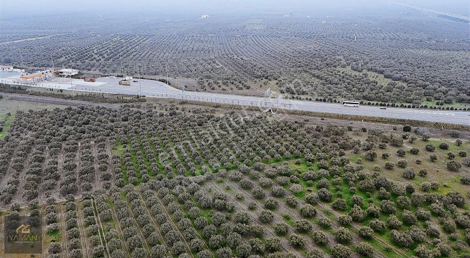 Akhisarda Gişelere Komşu 230 Ağaçlı Trilye Zeytinlik - Görsel 7