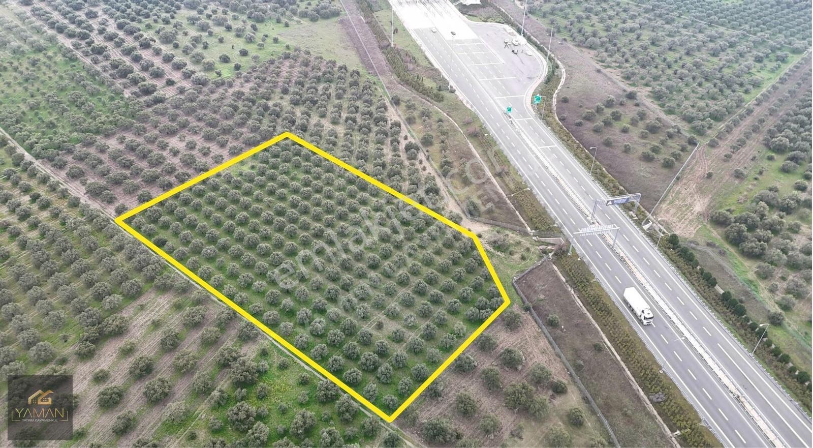 Akhisarda Gişelere Komşu 230 Ağaçlı Trilye Zeytinlik - Görsel 4