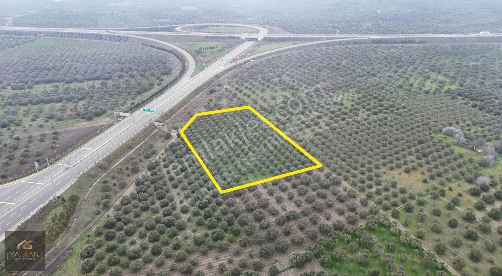 Akhisarda Gişelere Komşu 230 Ağaçlı Trilye Zeytinlik - Görsel 19