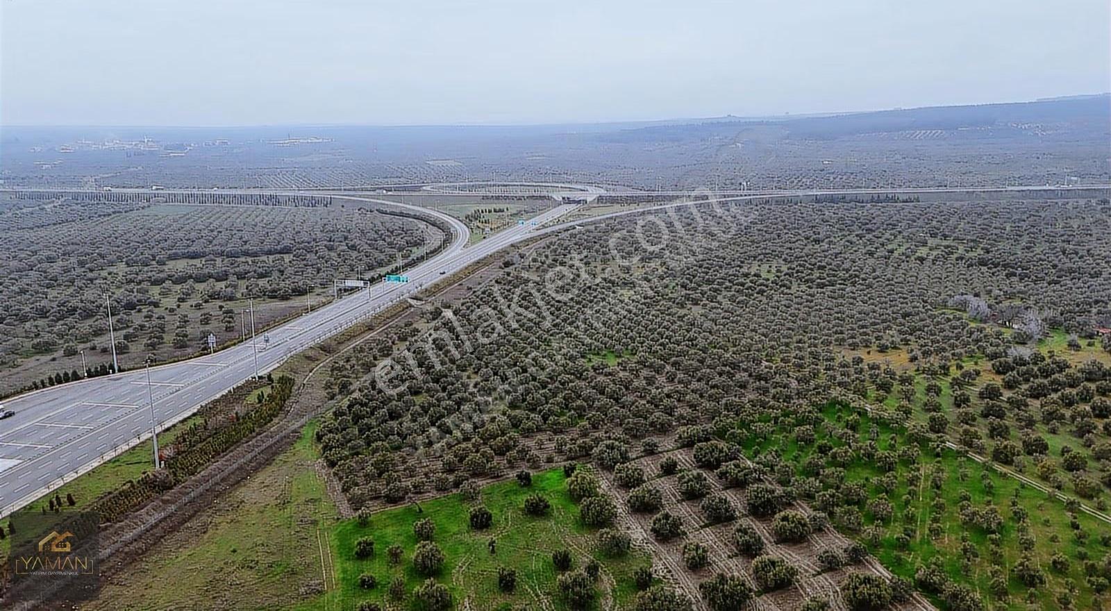 Akhisarda Gişelere Komşu 230 Ağaçlı Trilye Zeytinlik - Görsel 29