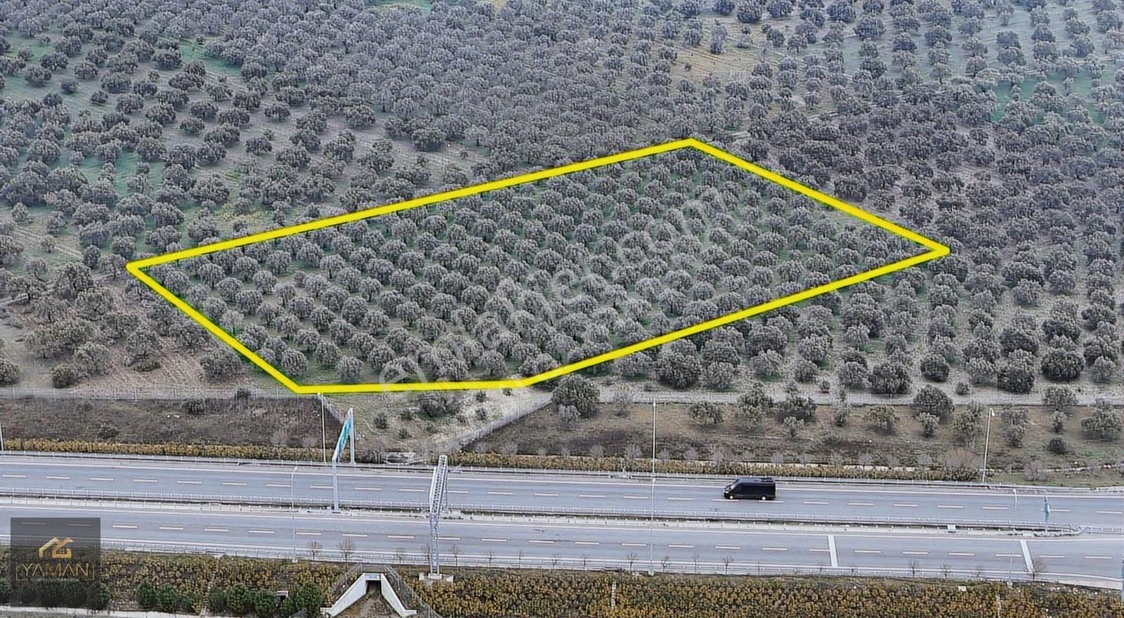 Akhisarda Gişelere Komşu 230 Ağaçlı Trilye Zeytinlik - Görsel 15