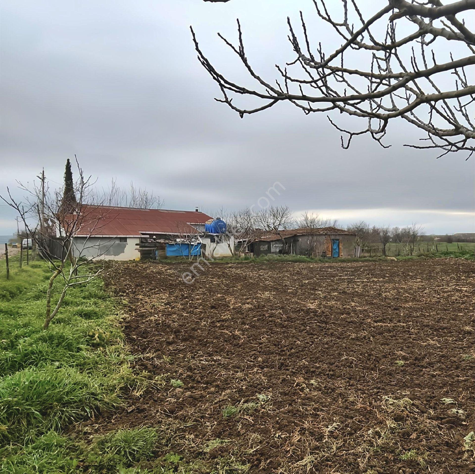 Tekirdağ İlçe Malkara Mahalle Hasköy De Acil Satılık Çiftlik 2.261 M2