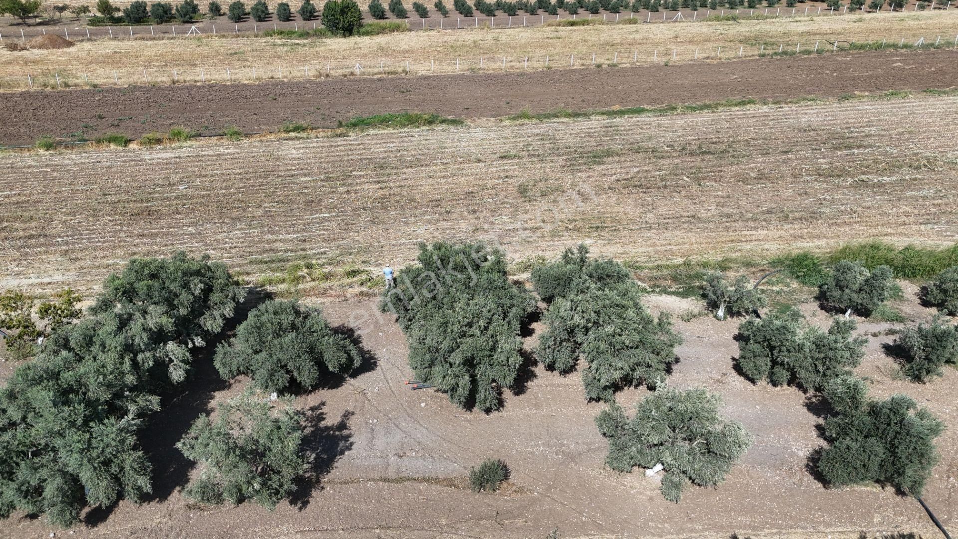 İzmir Menderes Oğlananasında Tek Müstakil Tapu 2440 M2 İmarda İnşaat Yap - Görsel 19