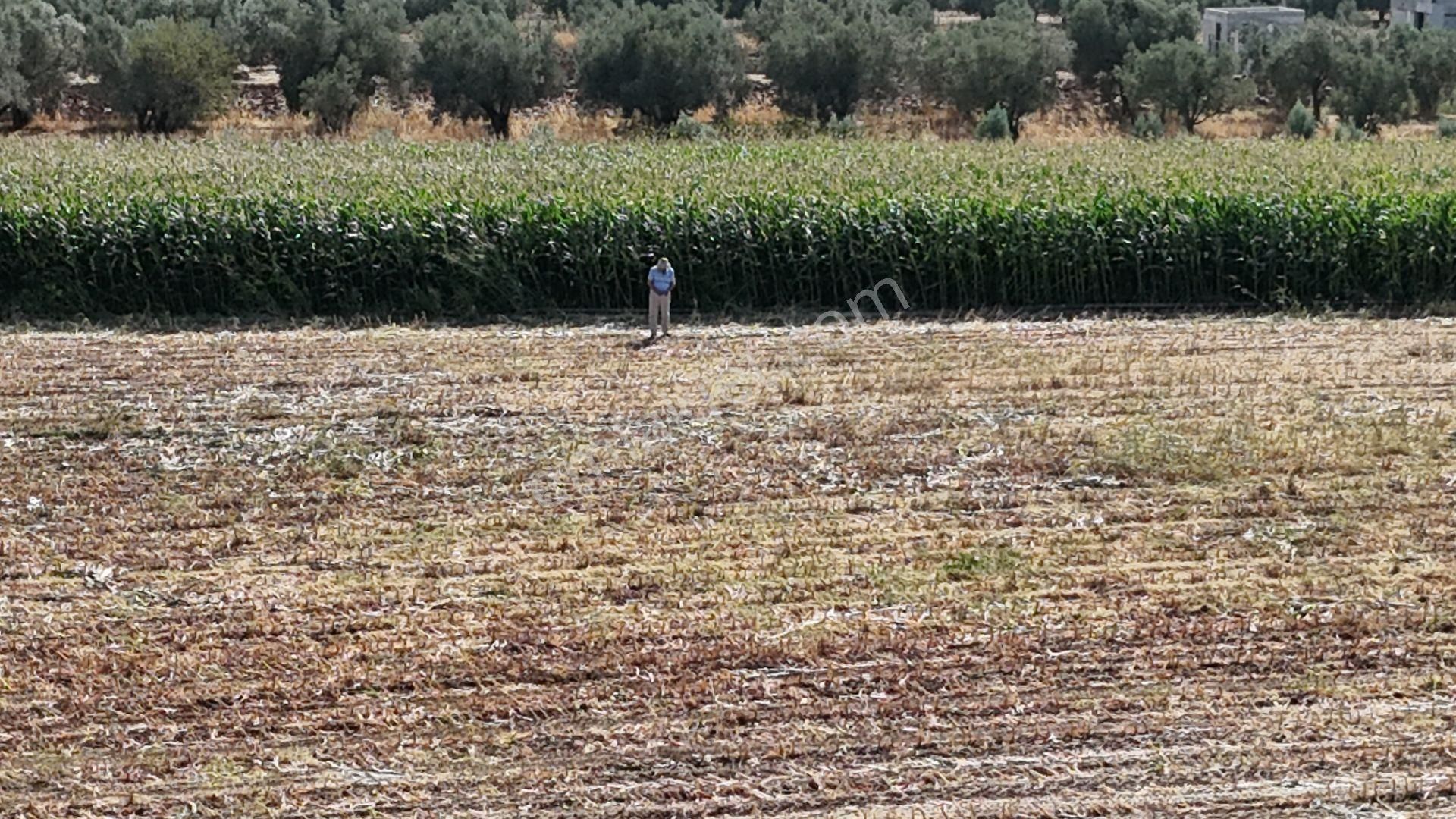 İzmir Menderes Oğlananasında Tek Müstakil Tapu 2440 M2 İmarda İnşaat Yap - Görsel 21