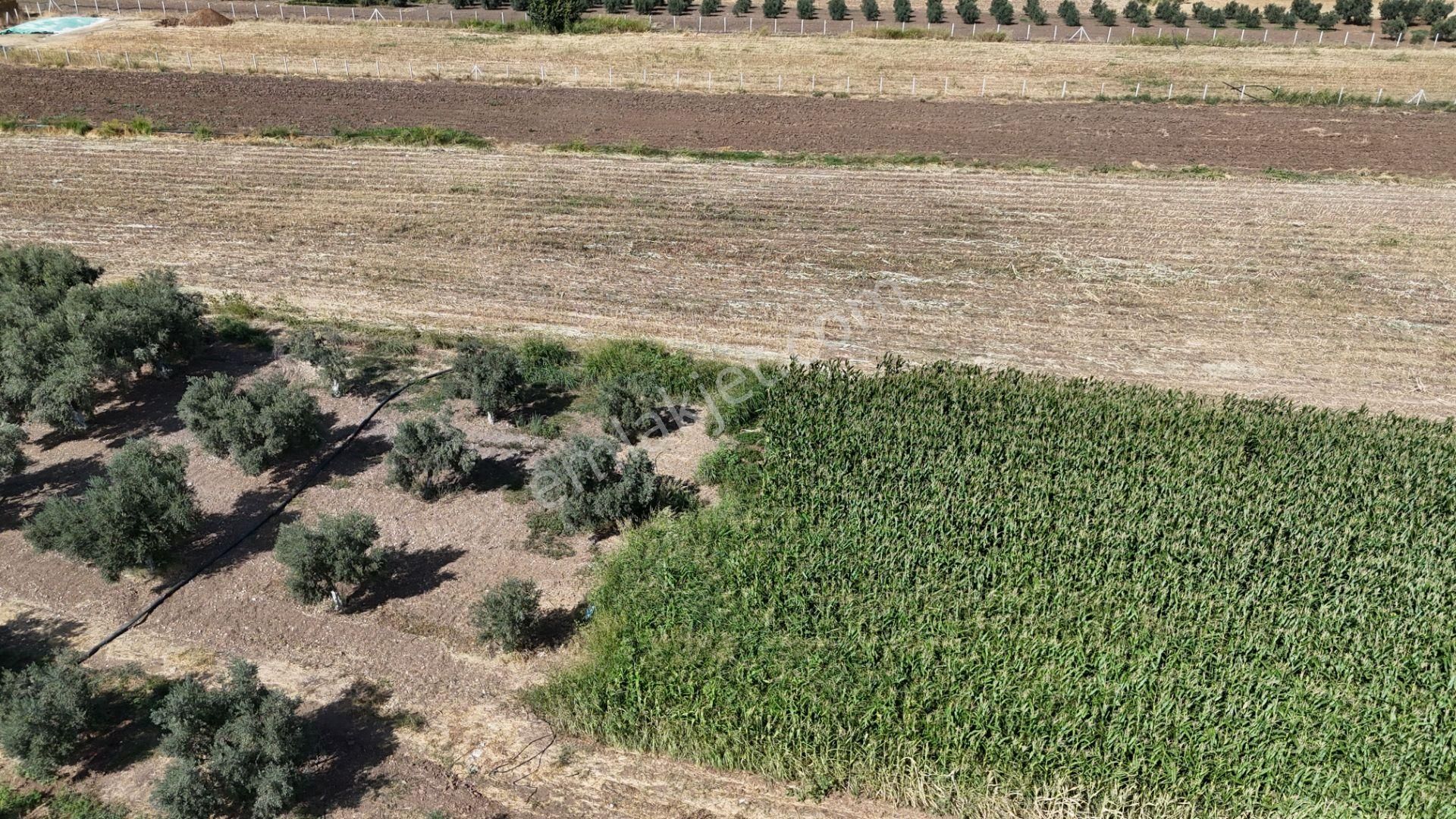 İzmir Menderes Oğlananasında Tek Müstakil Tapu 2440 M2 İmarda İnşaat Yap - Görsel 31