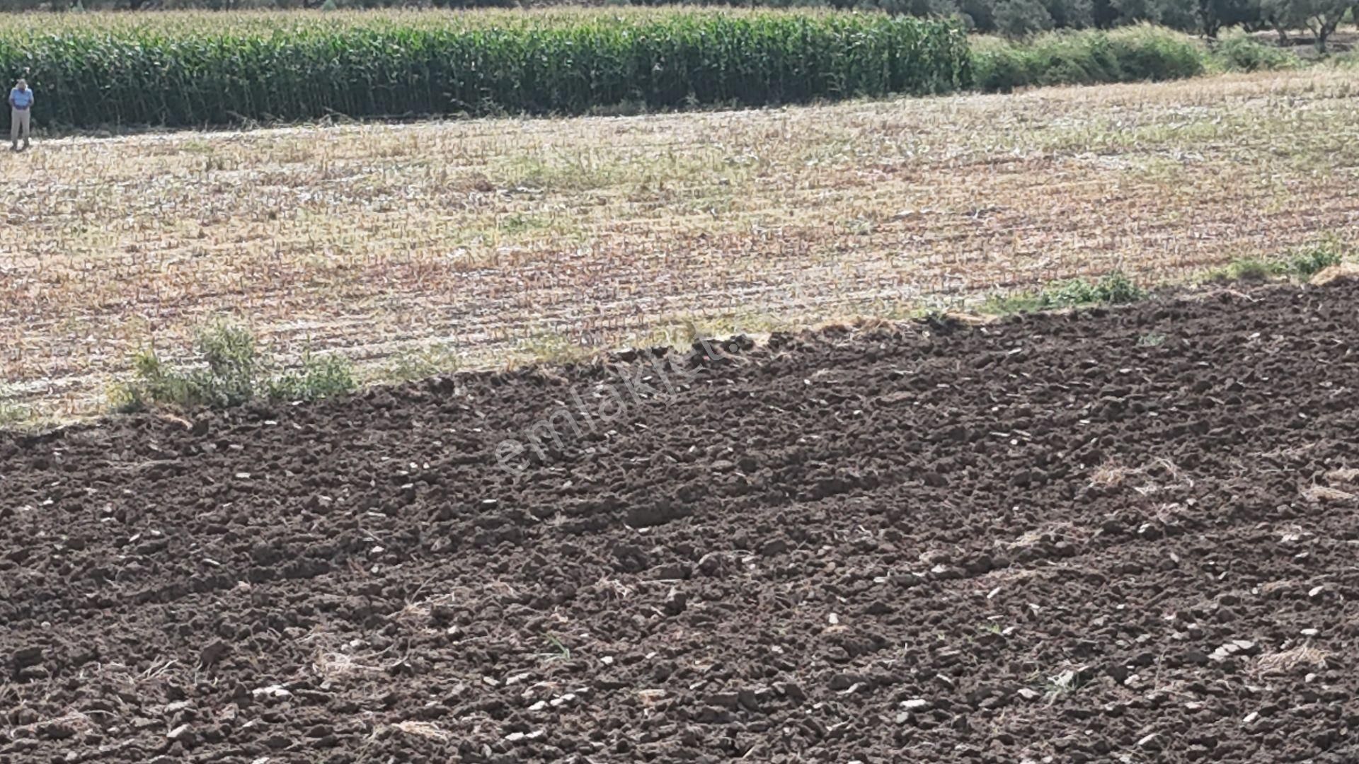 İzmir Menderes Oğlananasında Tek Müstakil Tapu 2440 M2 İmarda İnşaat Yap - Görsel 4