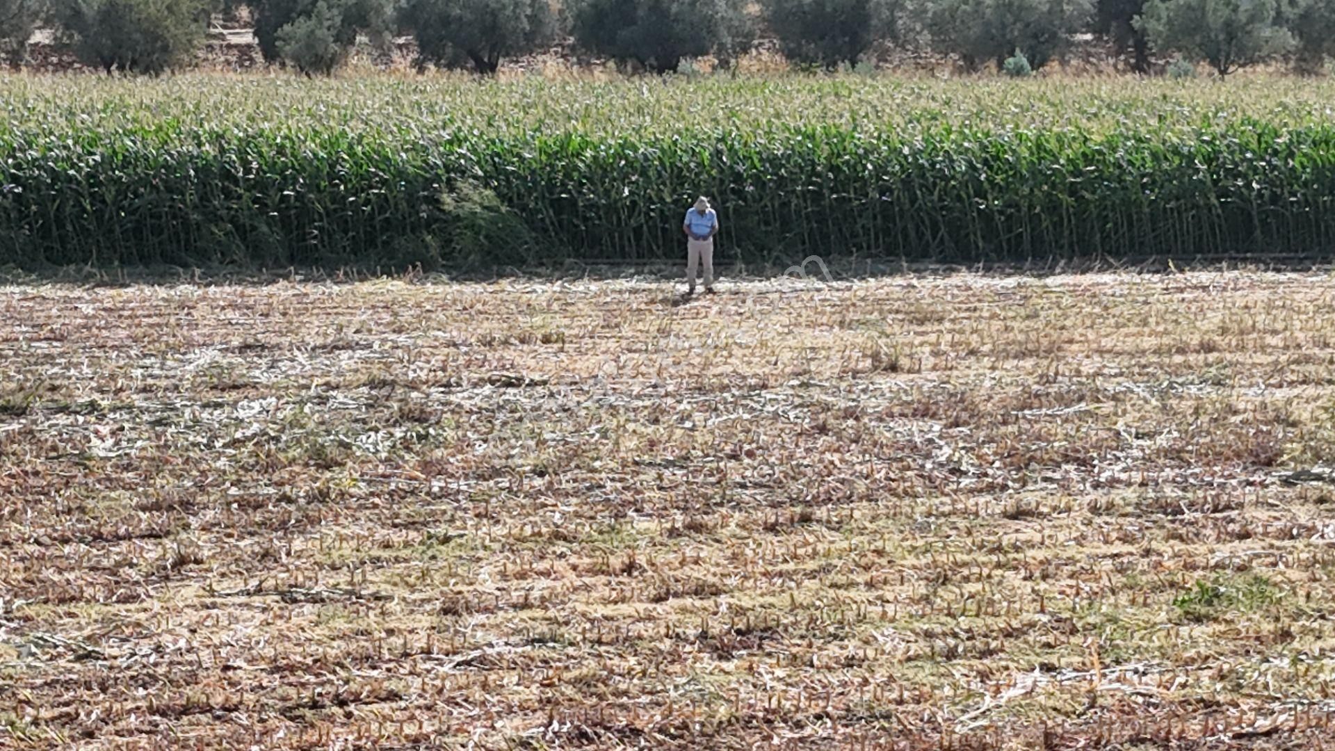 İzmir Menderes Oğlananasında Tek Müstakil Tapu 2440 M2 İmarda İnşaat Yap - Görsel 10