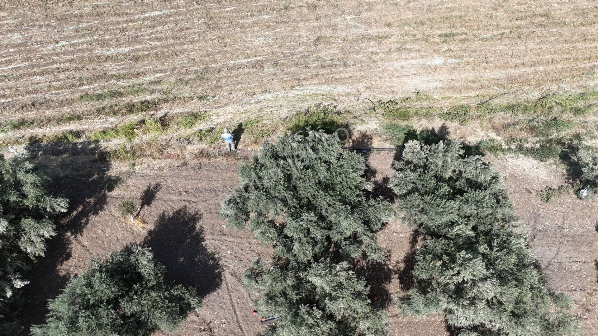 İzmir Menderes Oğlananasında Tek Müstakil Tapu 2440 M2 İmarda İnşaat Yap - Görsel 29