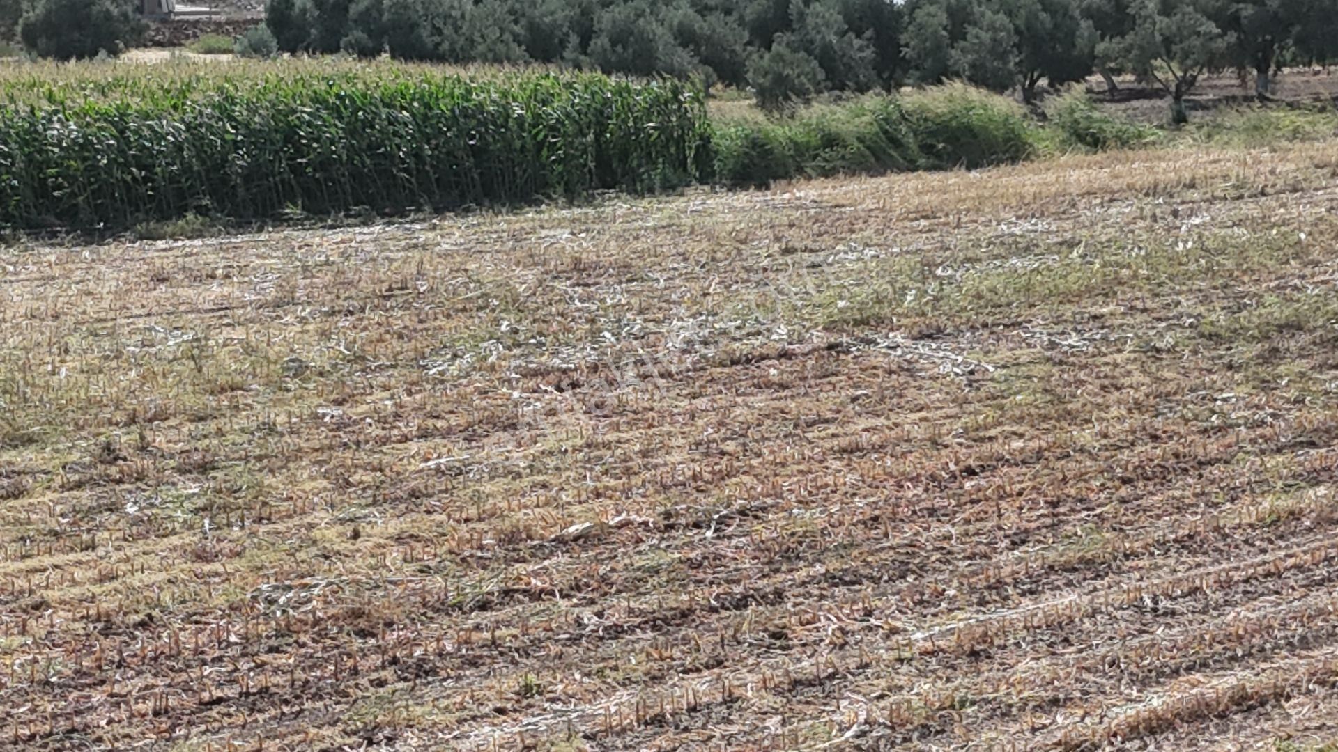 İzmir Menderes Oğlananasında Tek Müstakil Tapu 2440 M2 İmarda İnşaat Yap - Görsel 33