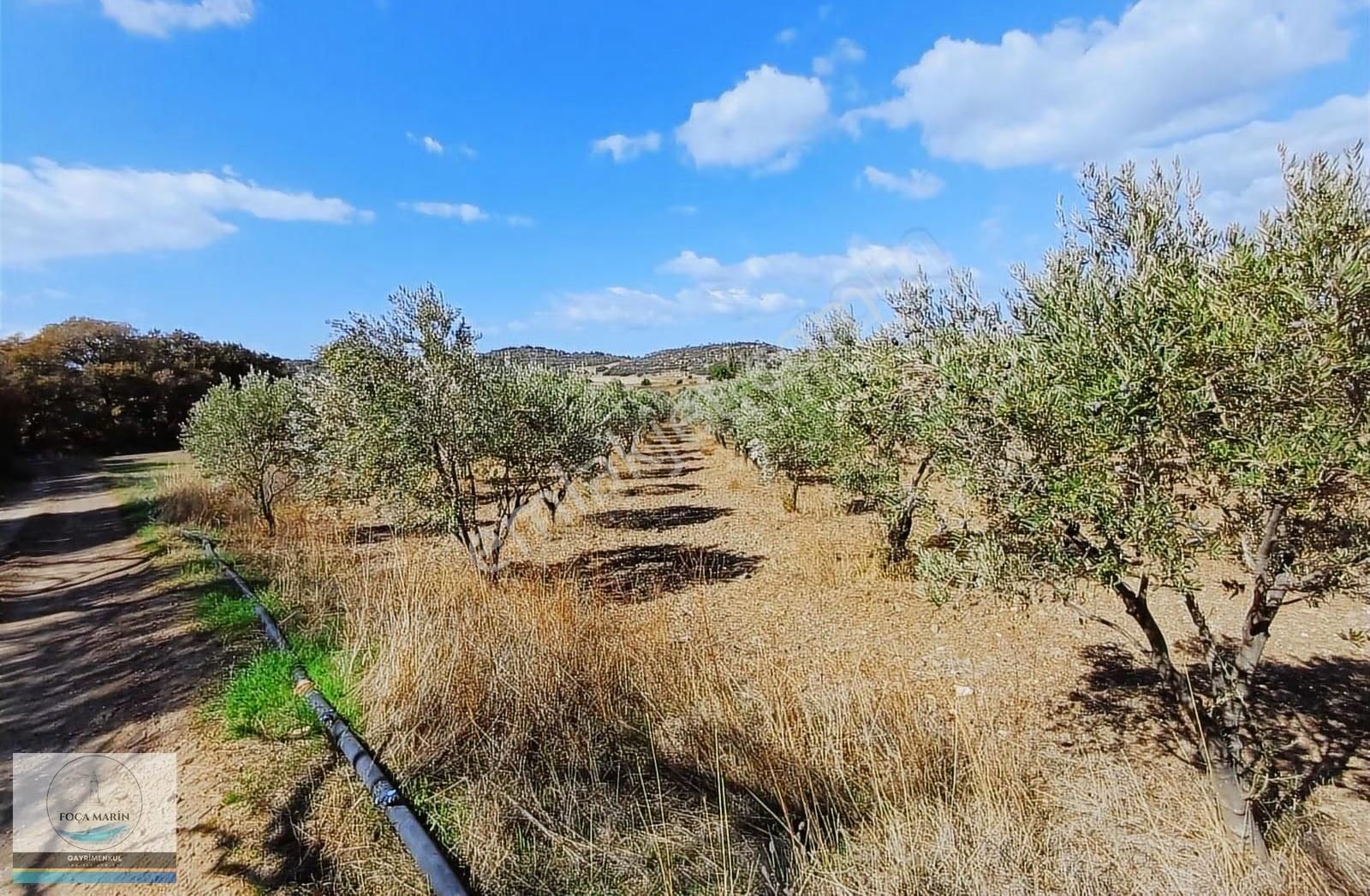 Aliağa Yalı Mh. Merkeze Yakın Konumda 1.246 M2 Zeytinli Tarla