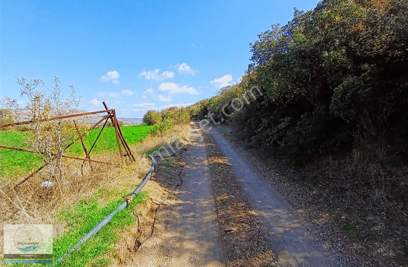 Aliağa Yalı Mh. Merkeze Yakın Konumda 1.246 M2 Zeytinli Tarla - Görsel 8