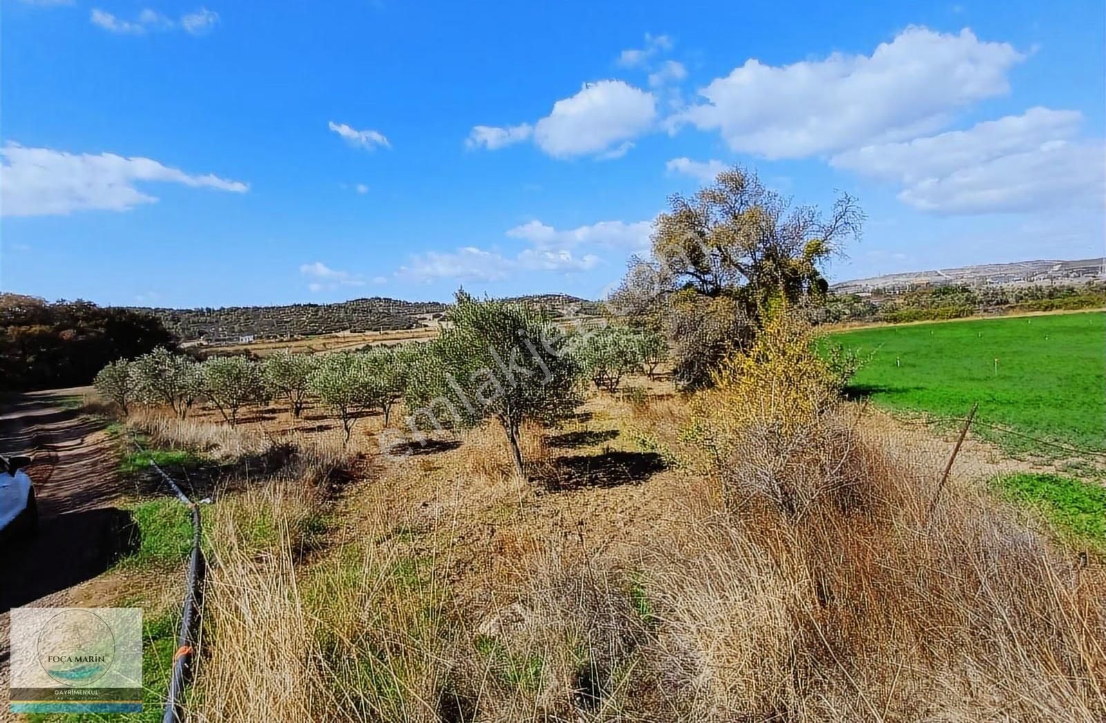 Aliağa Yalı Mh. Merkeze Yakın Konumda 1.246 M2 Zeytinli Tarla - Görsel 17