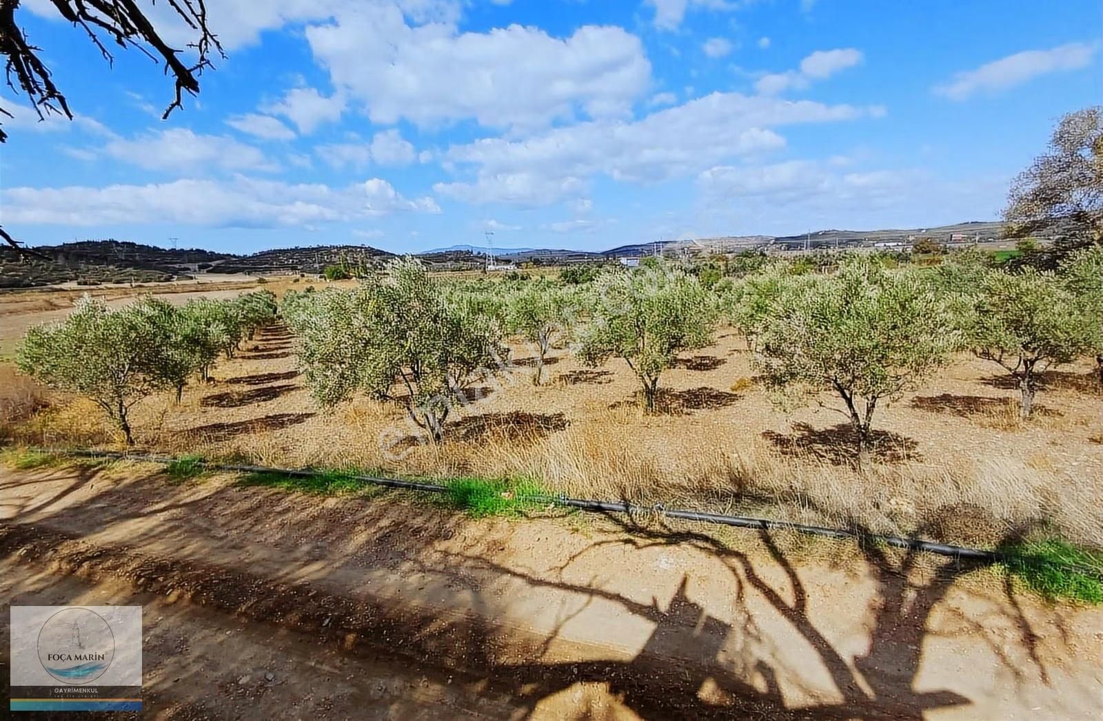 Aliağa Yalı Mh. Merkeze Yakın Konumda 1.246 M2 Zeytinli Tarla - Görsel 12