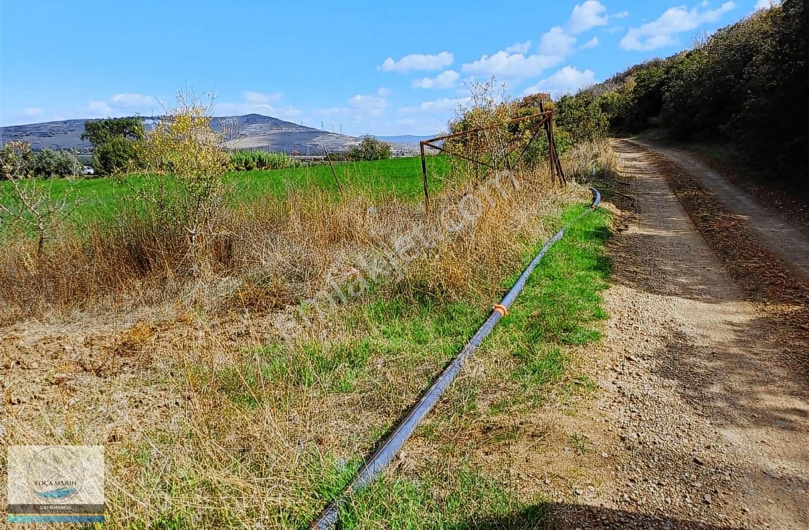 Aliağa Yalı Mh. Merkeze Yakın Konumda 1.246 M2 Zeytinli Tarla - Görsel 9