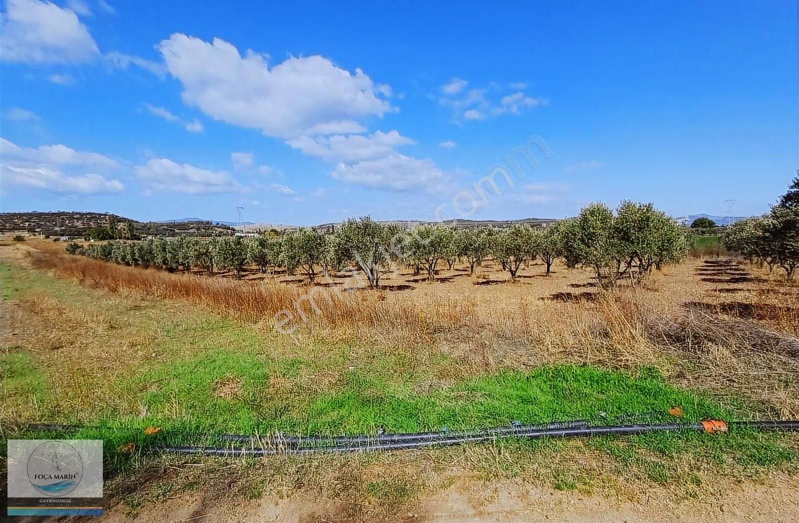 Aliağa Yalı Mh. Merkeze Yakın Konumda 1.246 M2 Zeytinli Tarla - Görsel 5